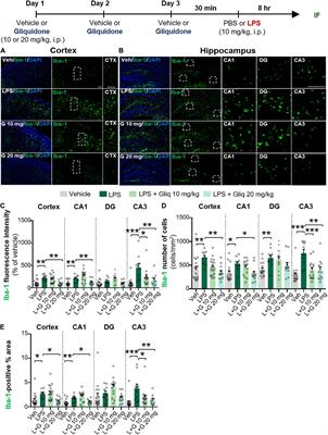The Anti-diabetic Drug Gliquidone Modulates Lipopolysaccharide-Mediated Microglial Neuroinflammatory Responses by Inhibiting the NLRP3 Inflammasome